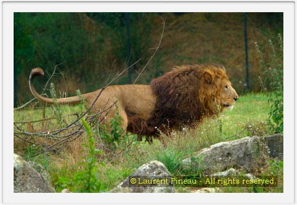 DSCF2667