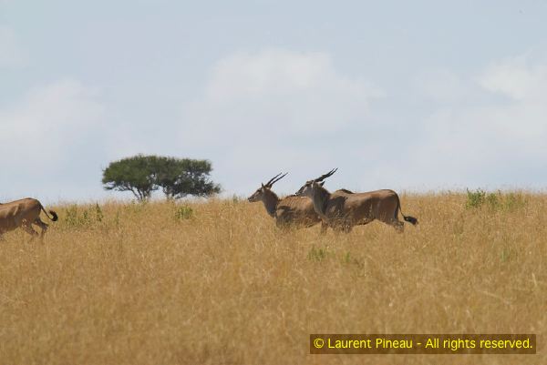 060720_LPK8932