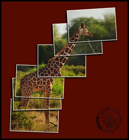 100204-17h46m46_Montage_Girafe