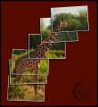 100204-17h46m46_Montage_Girafe