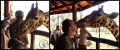 100210-13h00m42_Baiser-Girafe