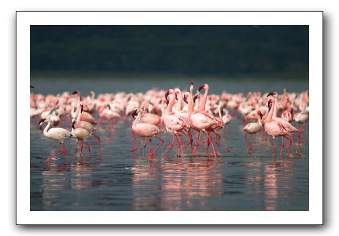 LP-Flamants_01.jpg