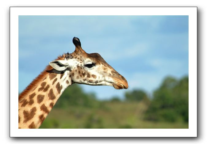 LP-Girafe_01.jpg