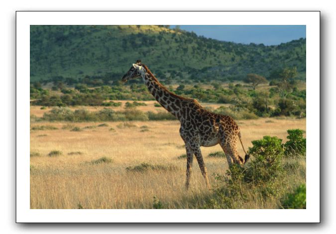 LP-Girafe_02.jpg