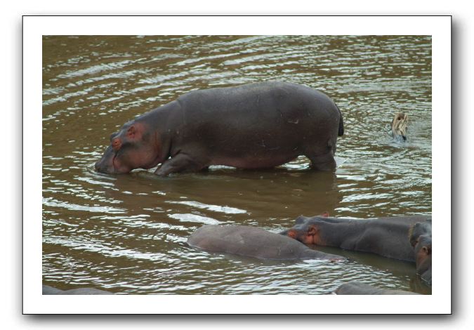 LP-Hippos_03.jpg
