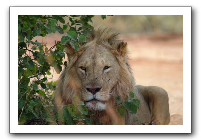 LP-Lion_01.jpg