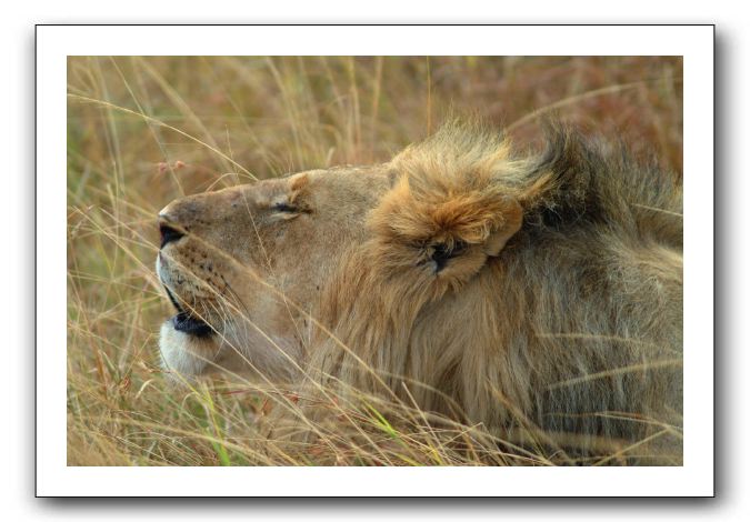 LP-Lion_05.jpg
