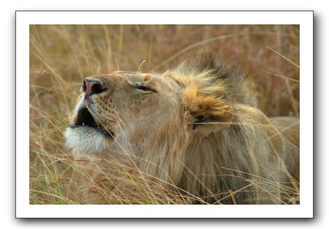LP-Lion_06.jpg