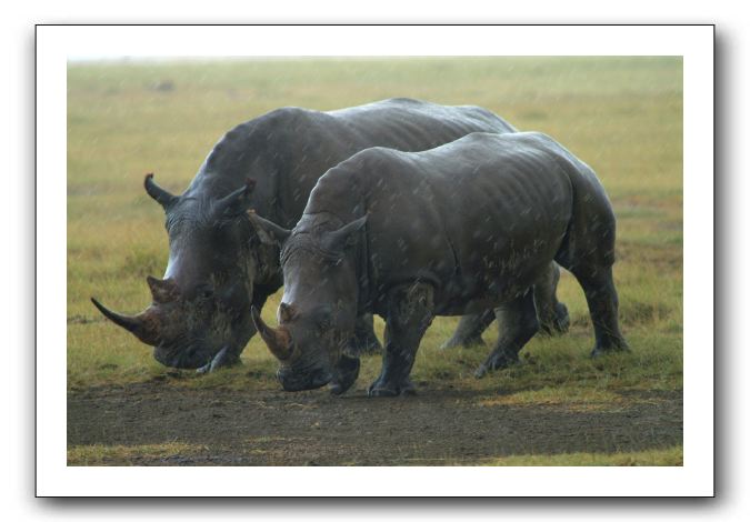 LP-Rhino_02.jpg
