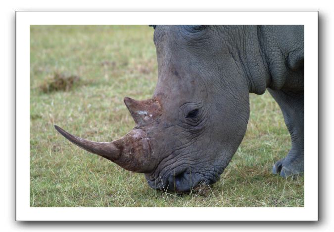 LP-Rhino_05.jpg