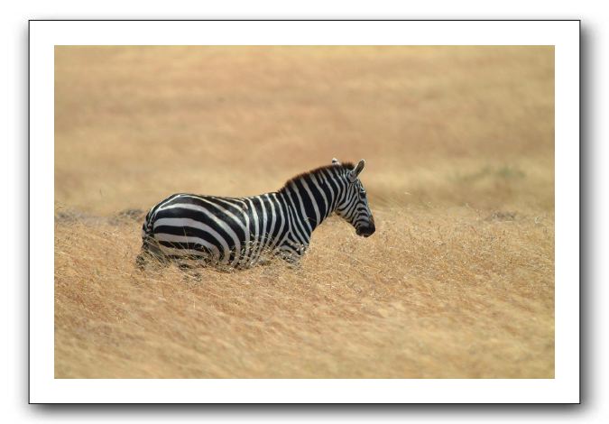 LP-Zebre_01.jpg