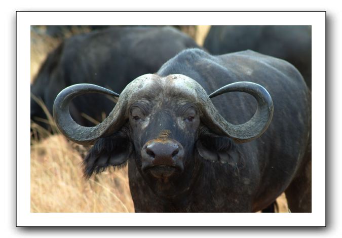 LP-Buffle_01.jpg