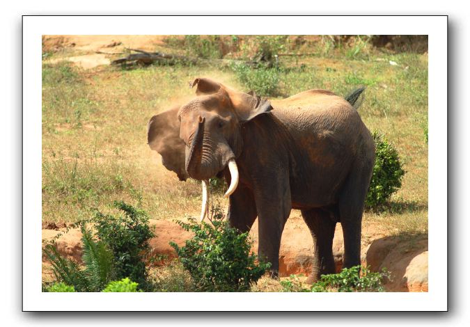 LP-Elephant_03.jpg