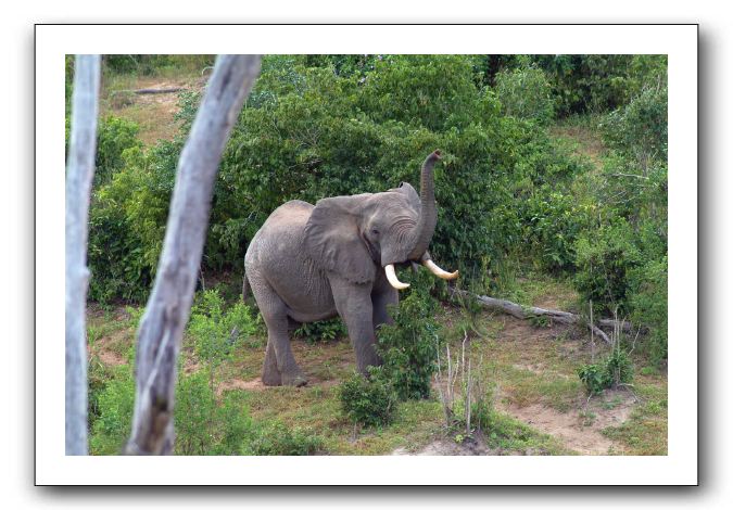 LP-Elephant_04.jpg