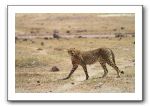 LP-Guepard_02.jpg