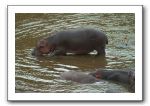 LP-Hippos_03.jpg