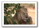 LP-Lion_02.jpg