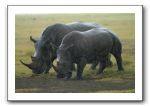 LP-Rhino_02.jpg